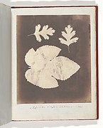 1. Foglia di Fico. 2. Foglia di Spino bianco, ossia Crataegus