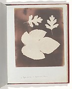 1. Foglia di Fico. 2. Foglia di Spina Bianco