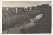 Cattle on the Marshes