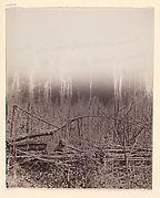 The Wilderness Battlefield