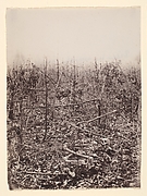 The Wilderness Battlefield