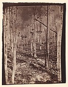 The Wilderness Battlefield