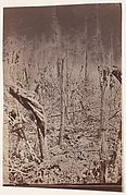 [The Wilderness Battlefield]
