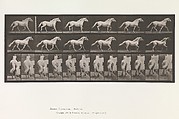 Animal Locomotion.  An Electro-Photographic Investigation of Consecutive Phases of Animal Movements.  Commenced 1872 - Completed 1885.  Volume IX, Horses