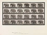 Animal Locomotion.  An Electro-Photographic Investigation of Consecutive Phases of Animal Movements.  Commenced 1872 - Completed 1885.  Volume XI, Wild Animals and Birds