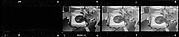 [2 Portraits of Jane Smith Evans Painting and 16 Portraits of a Cat, Possibly 