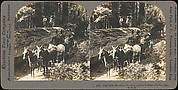 [Group of 100 Stereograph Views of California Nature and Landscapes With a Focus on Yosemite]