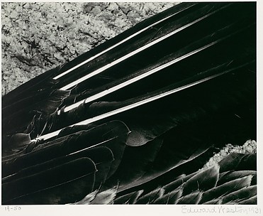 Pelican's Wing