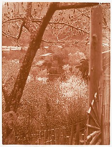 [View from Hillside Through Trees Towards a Valley]