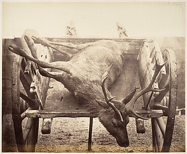 [Stag in Cart]