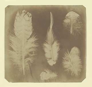 [Chicken Feathers]
