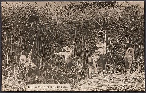 Harvesting Wheat in Iowa