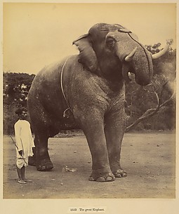 The Great Elephant