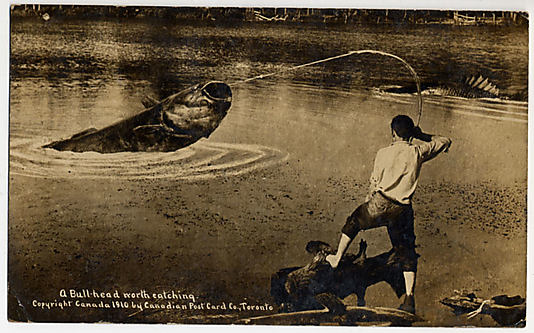 A Bull-Head Worth Catching