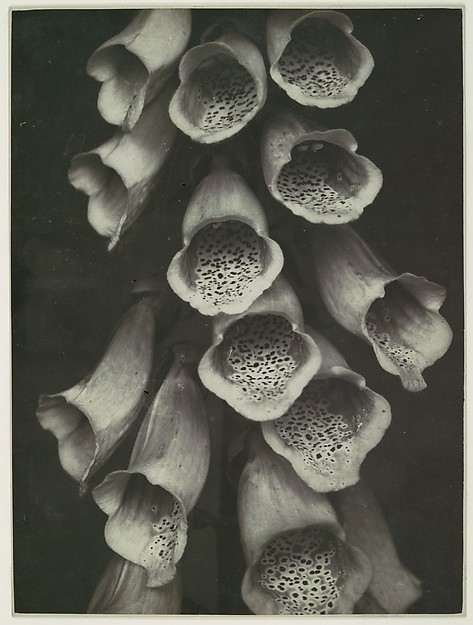 Digitalis Purpurea