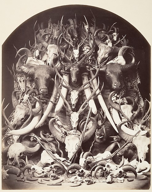 Hunting Trophies