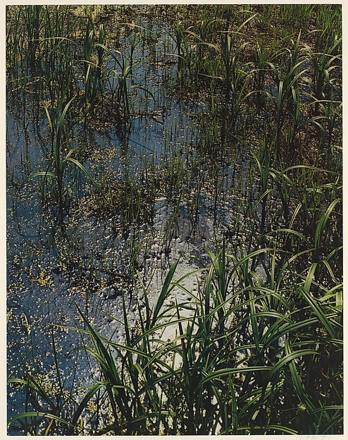 Near Mason Pond, Hamilton County, Adirondack Park, New York
