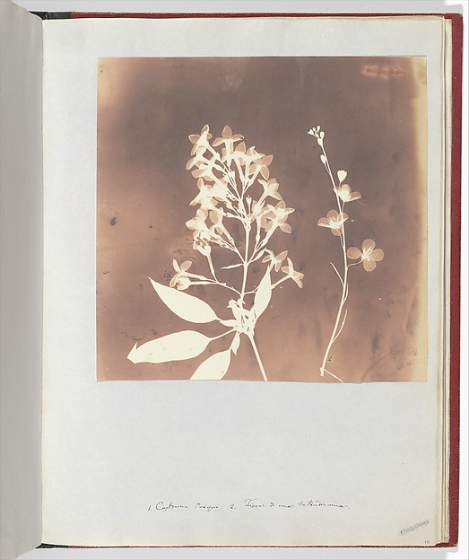Heliophila