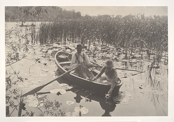 Gathering Water-Lillies