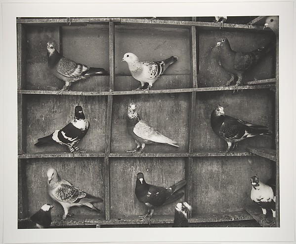 Pigeon Roost, India