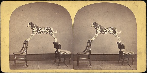 [Group of 107 Stereograph Views of Animals]