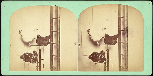 [Group of 107 Stereograph Views of Animals]