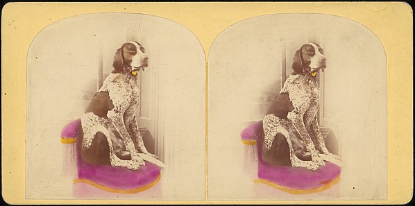 [Group of 107 Stereograph Views of Animals]