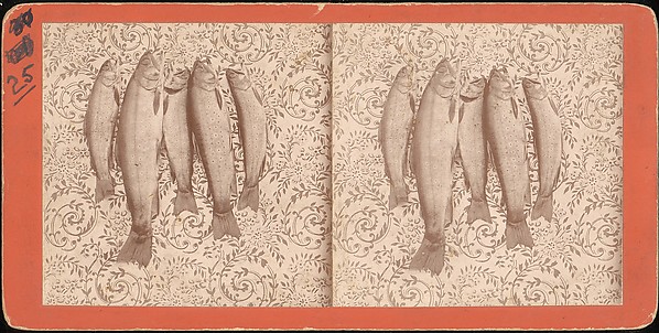 [Group of 107 Stereograph Views of Animals]