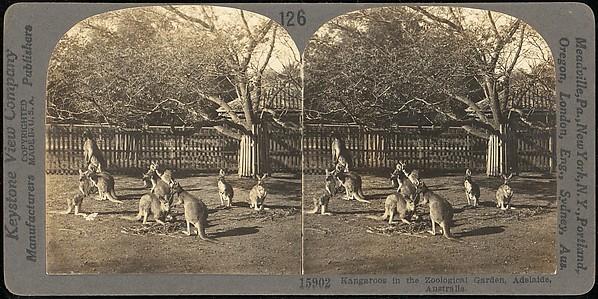 [Group of 107 Stereograph Views of Animals]