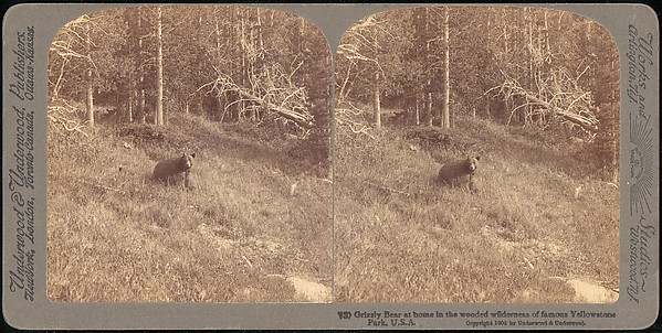 [Group of 107 Stereograph Views of Animals]