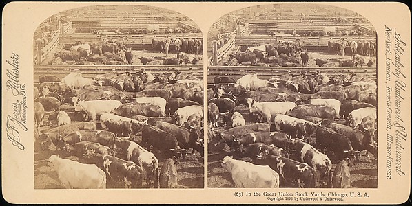 [Group of 107 Stereograph Views of Animals]