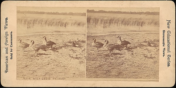 [Group of 107 Stereograph Views of Animals]