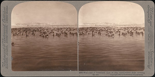 [Group of 107 Stereograph Views of Animals]