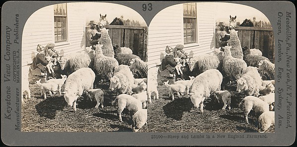 [Group of 107 Stereograph Views of Animals]