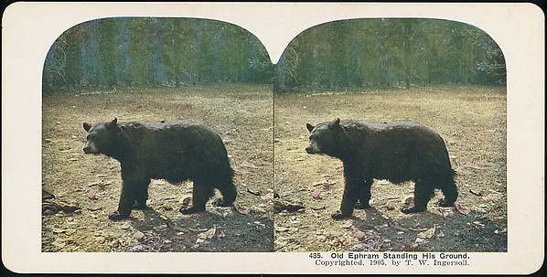 [Group of 107 Stereograph Views of Animals]
