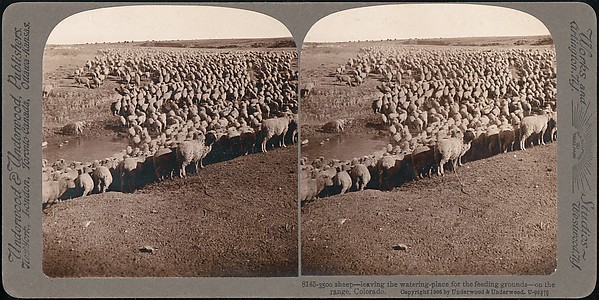 [Group of 107 Stereograph Views of Animals]