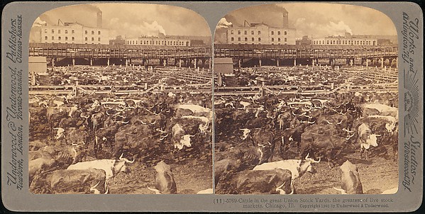 [Group of 107 Stereograph Views of Animals]