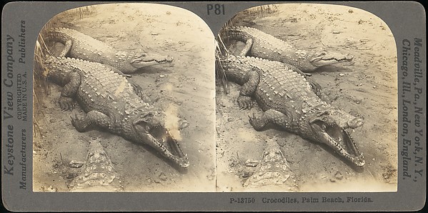 [Group of 107 Stereograph Views of Animals]
