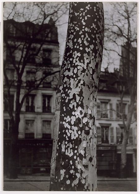 Plane Tree, Paris
