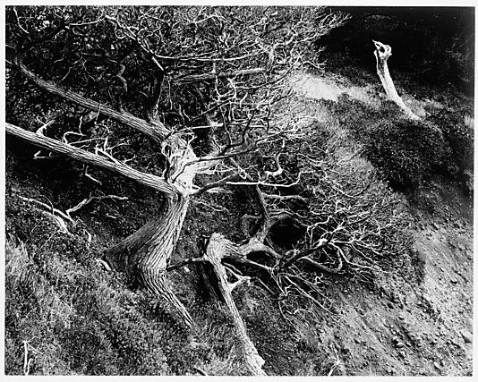 Cypress, Point Lobos