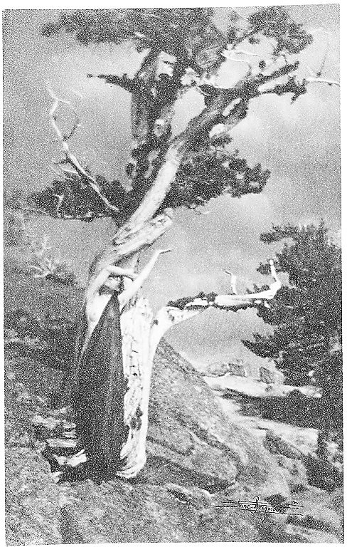 The Dying Cedar