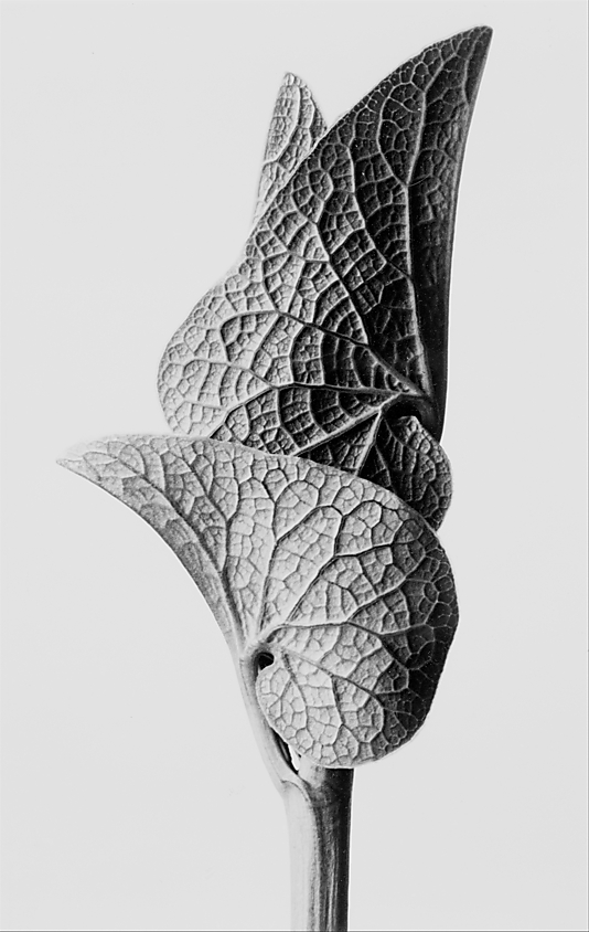 Aristolochia Clematitis