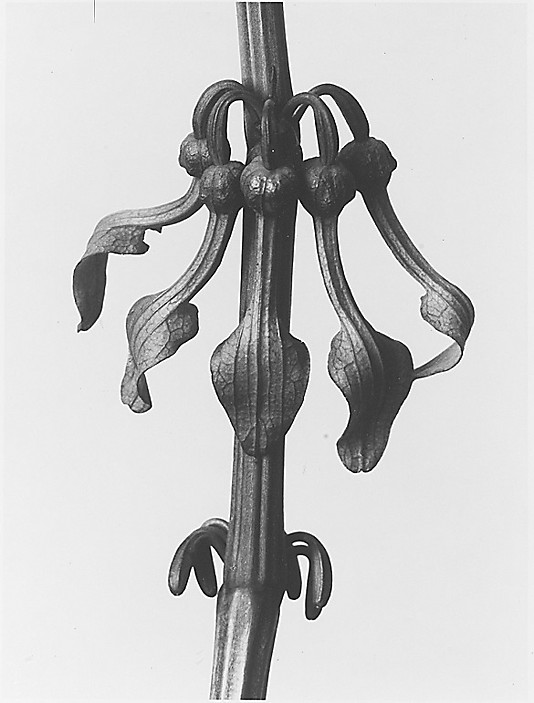 Aristolochia Clematitis