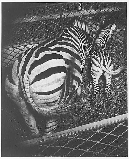 Zebra and Colt