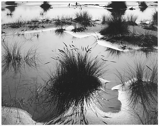 Dune Swamp