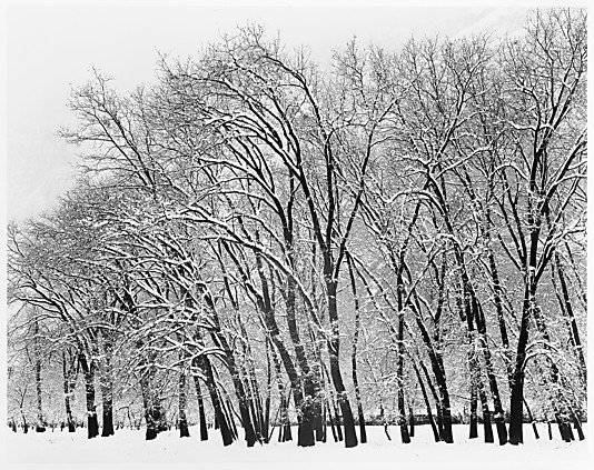 Oaks in Storm, Yosemite Valley, Winter