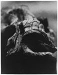 [Driftwood]