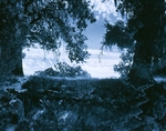 Two Oaks