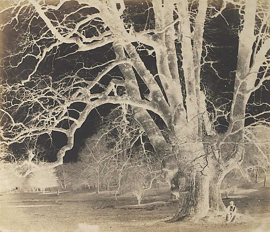 [Spreading Oak with Seated Figure]