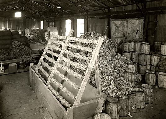 [Mid Hudson (Lincoln) Tunnel Construction: Hemp Grommets being Dried after Treatment in Red Lead and Oil, Weehwawken, New Jersey]